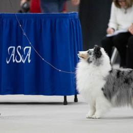 Shetland Sheepdogs from Rosmoor