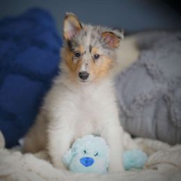 Cerburus - Blue merle Collie puppy in Virginia from Blackberry Hills Cattle dogs and Collies