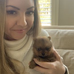 Pomeranian Puppies from Halo Poms