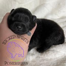 AKC SNAP - Black male Pomeranian puppy in Watkins Glen, New York from Wicked Spirits Pomeranians