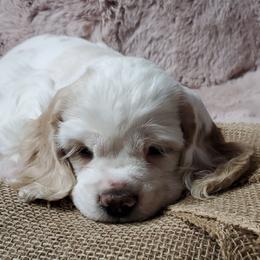 BENTLEY - Buff and white male Cocker Spaniel puppy in Byram, Mississippi from Chloe's Cocker Spaniels