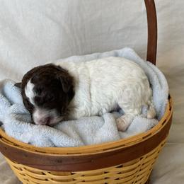 Rainn - Brown male Lagotto Romagnolo puppy in Minster, Ohio from 1880 Lagotto