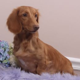 Honey - Dachshund