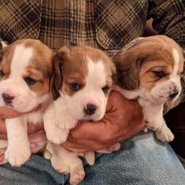 Beagle Puppies from Beam's Beagles