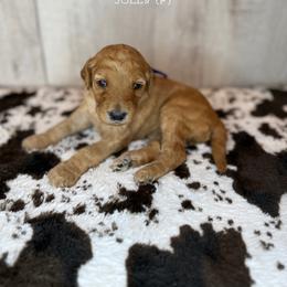 Jolly - Apricot female Goldendoodle puppy in Houston, Texas from Golden Life Doodles