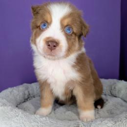 Remi4Boy3- RTM, LONG tail, blue eyes likely, CHIC-OFA-DNA-AKC Titled Parents - Red tri-color male Australian Shepherd puppy in South Hill, Virginia from Silverside Aussies LLC