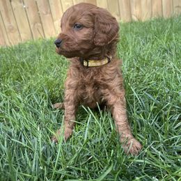 Kennedy (Yellow) - Red  female Goldendoodle puppy in Casper, Wyoming from 307 Doodles