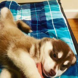 Pomsky Puppies from Periwinkle Pomskies