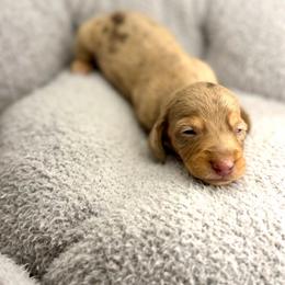 AKC Chip - Dapple male Dachshund puppy in Laveen, Arizona from Acosta Kennel
