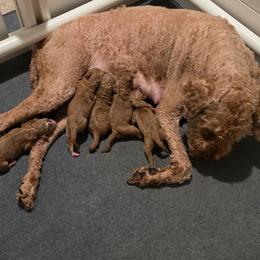 2nd pick female - Red  female Goldendoodle puppy in San Antonio, Texas from Sagebrush Labradors and Doodles
