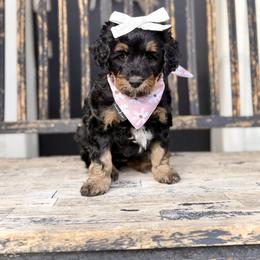 Girl 4 - Phantom female Bernedoodle puppy in Salt Lake County, Utah from Coco Avenue Pups