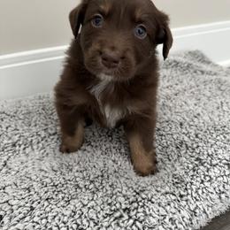 Australian Shepherd Puppies from Music City Aussies