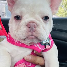 French Bulldogs from Ramirez Frenchies