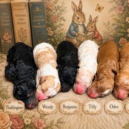 Tilly - Parti female Goldendoodle puppy in Macclenny, Florida from Baker County Goldendoodles