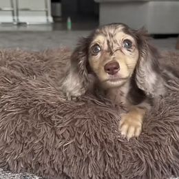 Hershey - Dapple male Dachshund puppy in Unadilla, Georgia from Hamsley's Puppy Palace