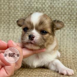 Hunter - Fawn and white male Chihuahua puppy in Forsyth, Georgia from Brooks Grove Canines LLC