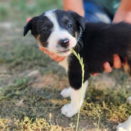 Girl 4 - Tri-color Border Collie puppy in Idaho from Lacy Mountain Stockdogs