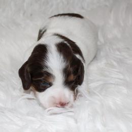 Chocolate piebald - Piebald male Dachshund puppy in Lily, Kentucky from Little Acres Miniature Dachshunds