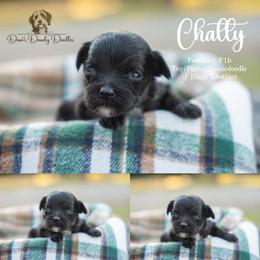 Chatty - Black and white female Aussiedoodle puppy in Roebuck, South Carolina from Dani's Dandy Doodles