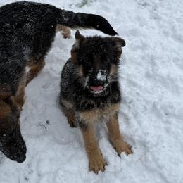 German Shepherd Puppies from Golden Ridge