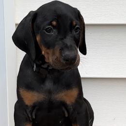 Boy 7 - male Doberman Pinscher puppy in Mc Donough, Georgia from Davis Doberman Pinschers
