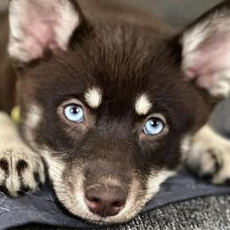 Pomskies from Island Pomskies