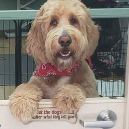 Goldendoodle All Grown Up from Denise Pound