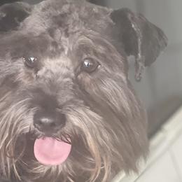 Miniature Schnauzers from The Miniature Life