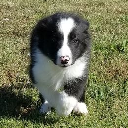 Border Collie Puppies from Bond Border Collies