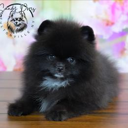 Mocha - Black female Pomeranian puppy in Fultonville, New York from Sandy Aussies & Pomeranians