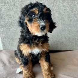 Star - Tri-color female Bernedoodle puppy in Nampa, Idaho from Ember Skies Doodles