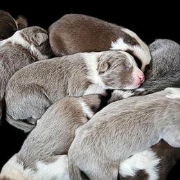 Violet - Lilac female Border Collie puppy in Cedar Springs, Michigan from Lyncroft Border Collies