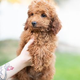 Glinda (Pink collar girl) - Red  female Goldendoodle puppy in Salt Lake City, Utah from Snowfire Doodles