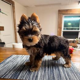 Small stripe - Black and tan male Yorkshire Terrier puppy in Boone, North Carolina from Coffeycup Yorkies