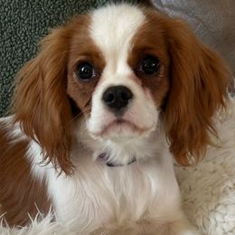 Cavalier King Charles Spaniels from Judy's Cavaliers