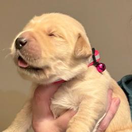 Hot pink collar - Golden female Golden Retriever puppy in Indianapolis, Indiana from ZuGolden Retrievers & Doodles