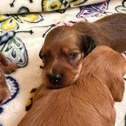AKC Shaded Red Male - Red male Dachshund puppy in Sumrall, Mississippi from JP’s Dachshunds