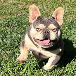 French Bulldogs from Top Notch Kennels