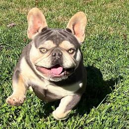 French Bulldogs from Top Notch Kennels