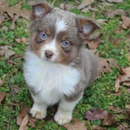 Bronco-1500 - Dilute red male Australian Shepherd puppy in Star City, Arkansas from Blush & Lace Aussie Co.
