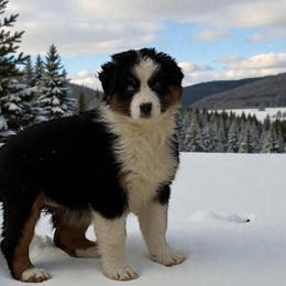 Lady - Black tri-color female Australian Shepherd puppy in Statesville, North Carolina from Charming Australian Shepherds
