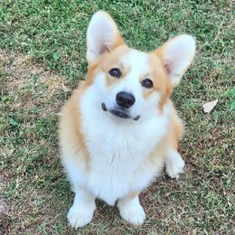 Peanut - Pembroke Welsh Corgi