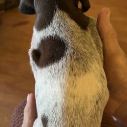 German Shorthaired Pointer Puppies from Wagoner GSP's