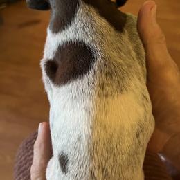 German Shorthaired Pointer Puppies from Wagoner GSP's