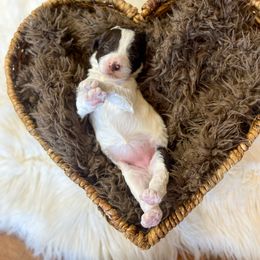 Quigley Chocolate - Chocolate female Goldendoodle puppy in Grove, Oklahoma from Guinn Family Farms