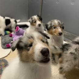 Collie Puppies from Meissa Collies