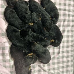 Airedale Terrier and Shiba Inu Puppies from Yoder’s Airedale Terriers