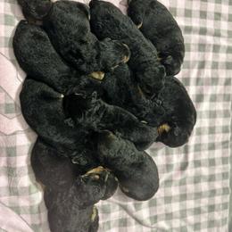 Airedale Terrier and Shiba Inu Puppies from Yoder’s Airedale Terriers