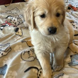 Golden Retriever Puppies from Rangel Family Goldens