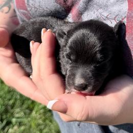 Syrax - Black & white female Australian Shepherd puppy in Kokomo, Indiana from North Central Aussies